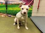 Adopt A535939 a Pit Bull Terrier, Mixed Breed