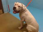 Adopt A535957 a Dogo Argentino