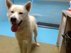 Adopt SHARK a German Shepherd Dog, Siberian Husky