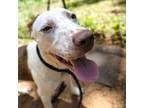 Adopt Kunal a Mixed Breed