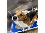 Adopt Jed a Beagle