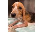 Adopt Ned a Beagle