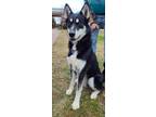 Adopt Rex a Husky