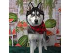 Adopt Shilo a Husky