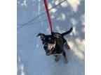 Adopt Duke a English Coonhound