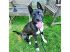 Adopt P.J. a Siberian Husky, Akita