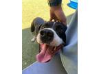 Adopt MILO a Labrador Retriever, Mixed Breed
