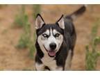 Adopt Martin a Siberian Husky