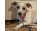 Adopt Mozart a Mixed Breed
