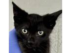 Adopt Sniper a Domestic Short Hair