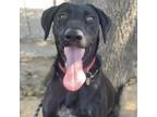 Adopt Thunder a Black Labrador Retriever, Mixed Breed