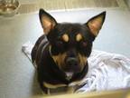 Adopt BADGER a Australian Cattle Dog / Blue Heeler, Pit Bull Terrier
