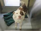 Adopt PILOT a Border Collie, Australian Cattle Dog / Blue Heeler