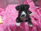 Adopt SHADOW a Labrador Retriever, Mixed Breed