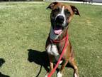 Adopt DONALD a Pit Bull Terrier, Mixed Breed
