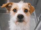 Adopt KLAUS a Fox Terrier, Mixed Breed