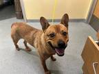 Adopt DAVY a Pit Bull Terrier, Australian Cattle Dog / Blue Heeler