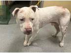 Adopt ORLANDO a Pit Bull Terrier