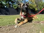 Adopt ARCHIE a German Shepherd Dog, Akita