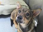 Adopt ROGERS a Australian Cattle Dog / Blue Heeler, Mixed Breed