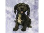 Adopt ROTINI a Poodle