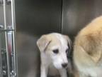 Adopt DASH a Great Pyrenees, Mixed Breed
