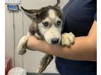 Adopt A238992 a Husky, Mixed Breed