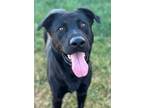 Adopt GODZILLA a Labrador Retriever