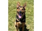 Adopt MURPHY a German Shepherd Dog