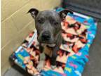 Adopt KUMO a Pit Bull Terrier