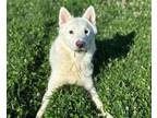 Adopt BART a Husky, German Shepherd Dog
