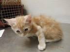 Adopt A603941 a Domestic Short Hair