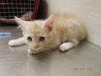 Adopt A603944 a Domestic Short Hair