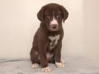 Adopt RUGER a Siberian Husky, Mixed Breed