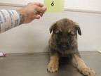Adopt A603968 a German Shepherd Dog, Mixed Breed