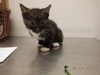 Adopt A603939 a Domestic Short Hair