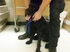 Adopt OLIVER a Schnauzer, Mixed Breed