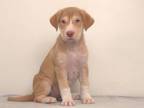 Adopt DIEGO a Siberian Husky, Mixed Breed