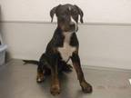 Adopt BUTCH a Rottweiler, Redbone Coonhound