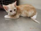 Adopt A603943 a Domestic Short Hair