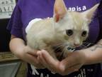 Adopt A603938 a Domestic Short Hair