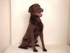 Adopt DRAKE a Labrador Retriever, Mixed Breed