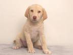 Adopt REX a Siberian Husky, Labrador Retriever