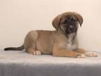 Adopt NUGGET a Siberian Husky, Mixed Breed