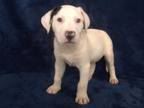 Adopt BANANA a Fox Terrier, Mixed Breed