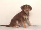 Adopt BRONZE a Siberian Husky, Labrador Retriever