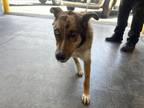 Adopt SIMBA a Australian Shepherd