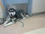 Adopt GROVER a Siberian Husky