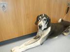 Adopt TROOPER a Great Dane