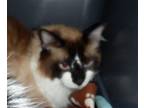 Adopt A1346575 a Domestic Medium Hair